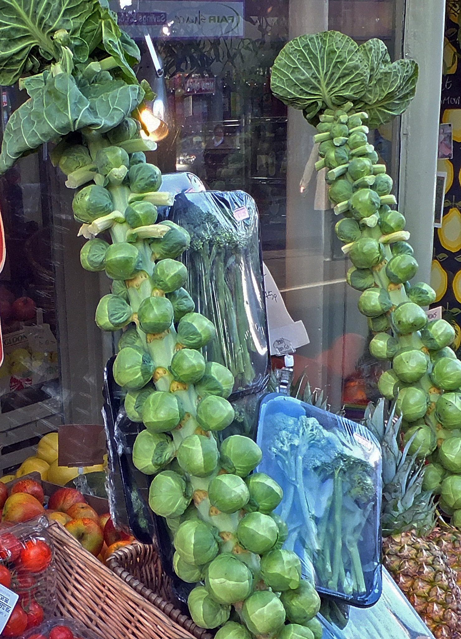 brussel sprout seedlings