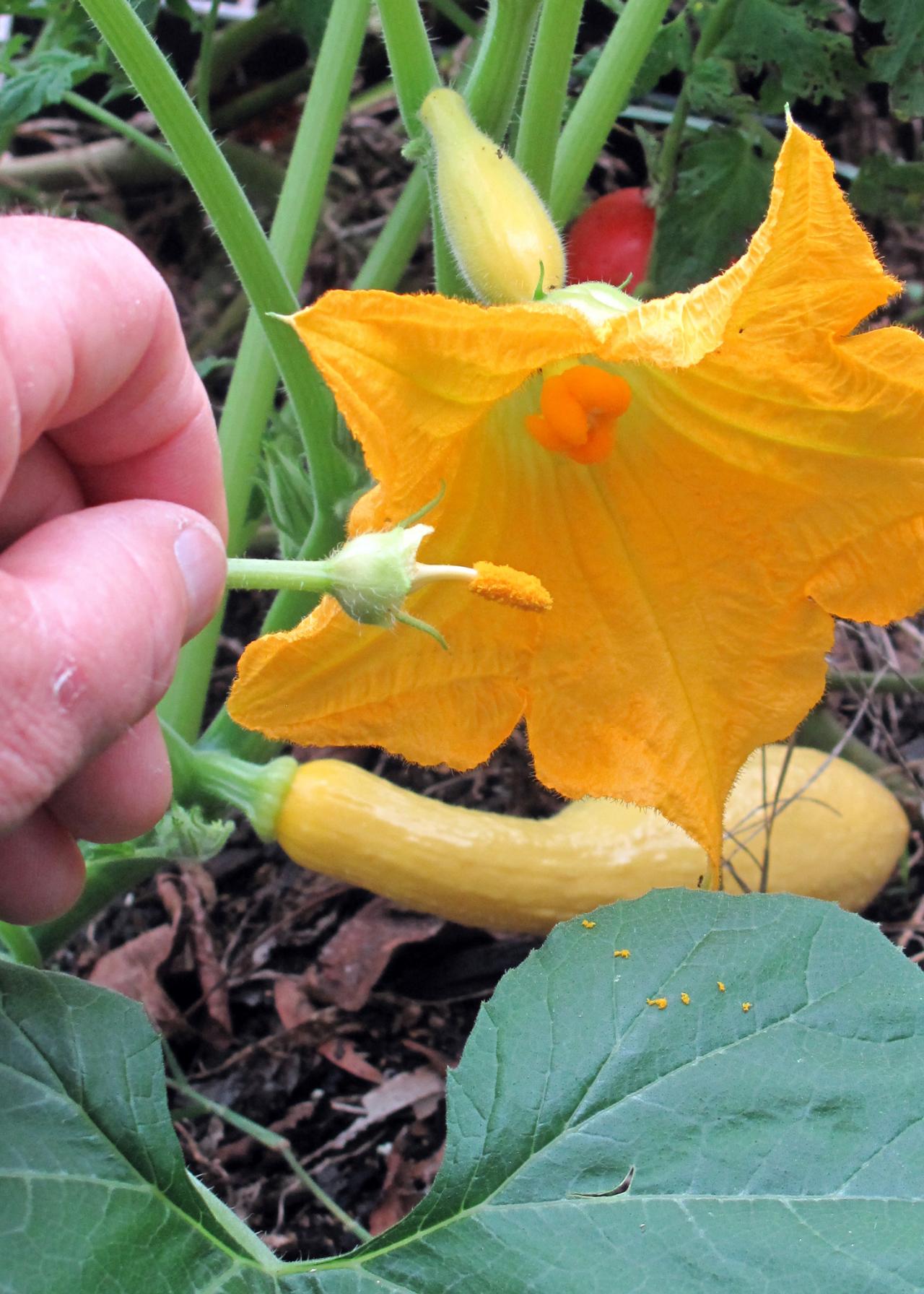 How to Pollinate Zucchini | Zucchini Blooms But No Fruit | HGTV