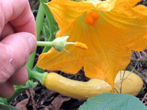 How to Hand Pollinate Zucchini | Zucchini Blooms But No Fruit | HGTV