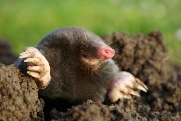 Moles can wreak havoc on your lawn