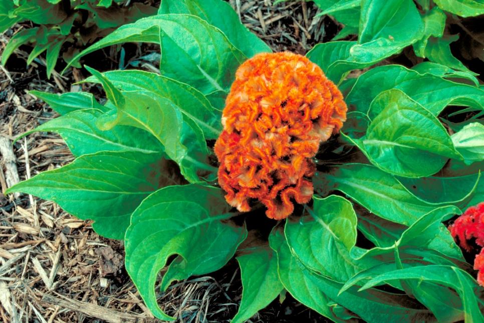Top Orange Annual Flowers for Your Garden HGTV