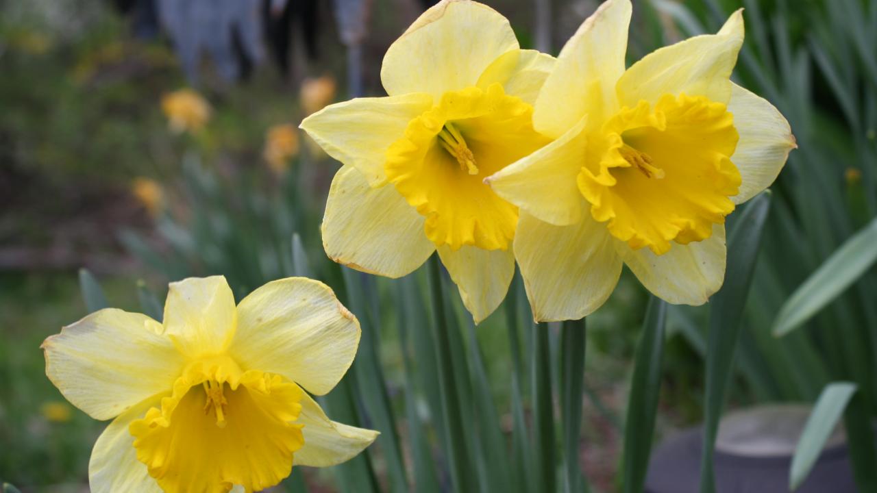 Pruning Daffodils the Right Way HGTV