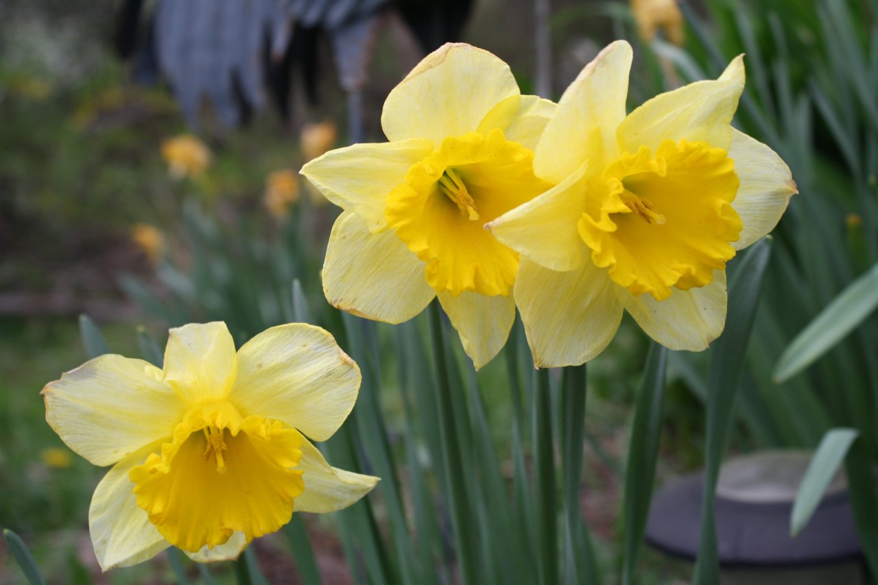 Pruning Daffodils the Right Way | HGTV