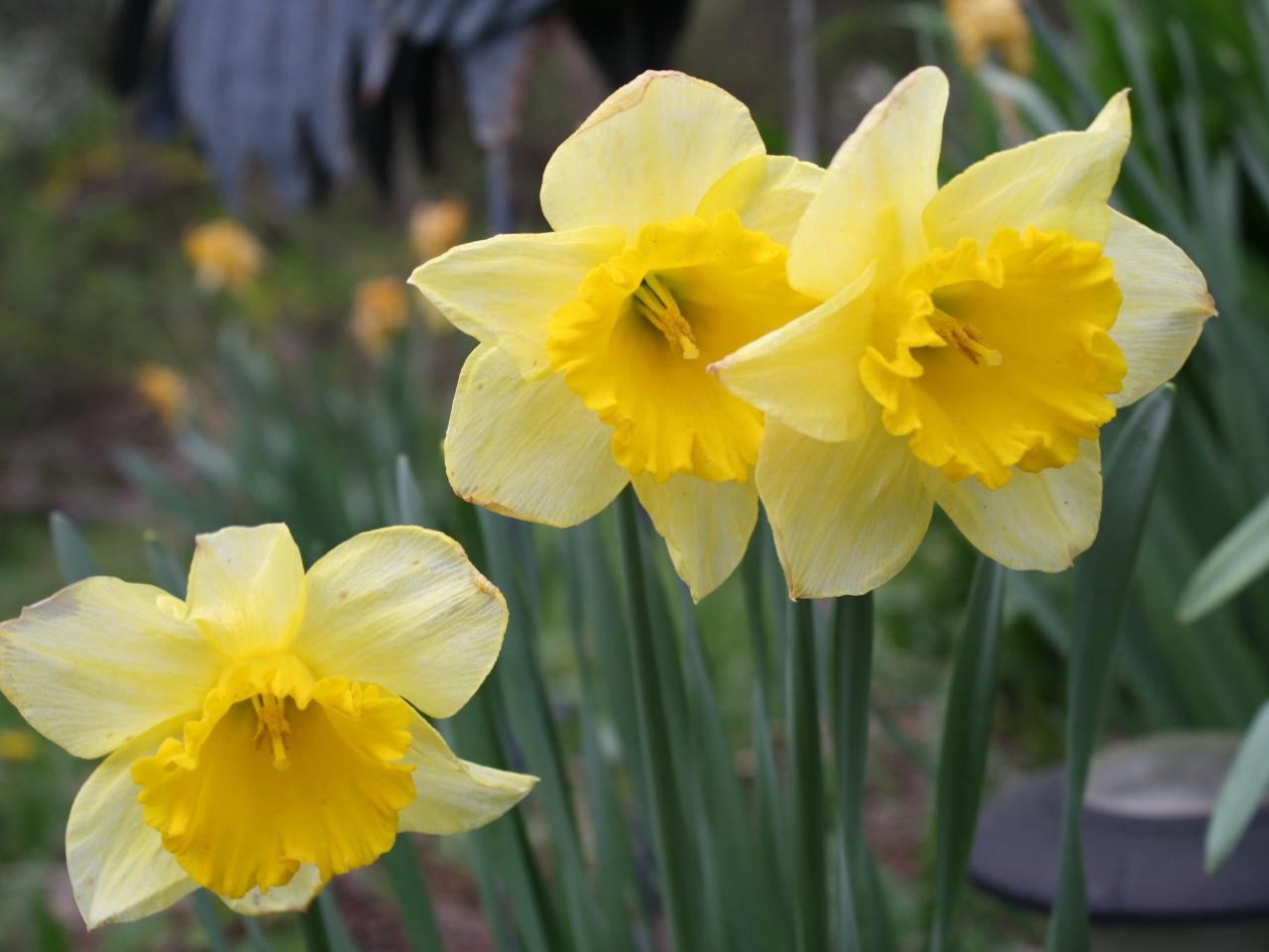 Yard and Garden: Caring for Daffodils