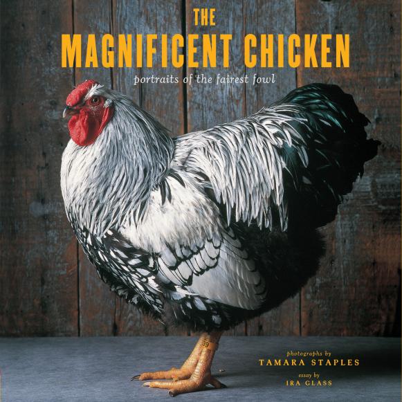 "The Magnificent Chicken: Portraits of the Fairest Fowl"