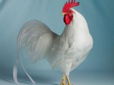 White Leghorn Bantam Cock