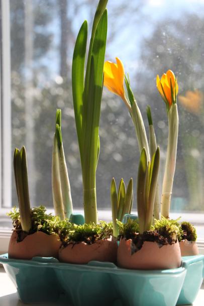 Planting spring bulbs indoors
