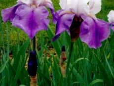 Iris germanica  (01) Bloom