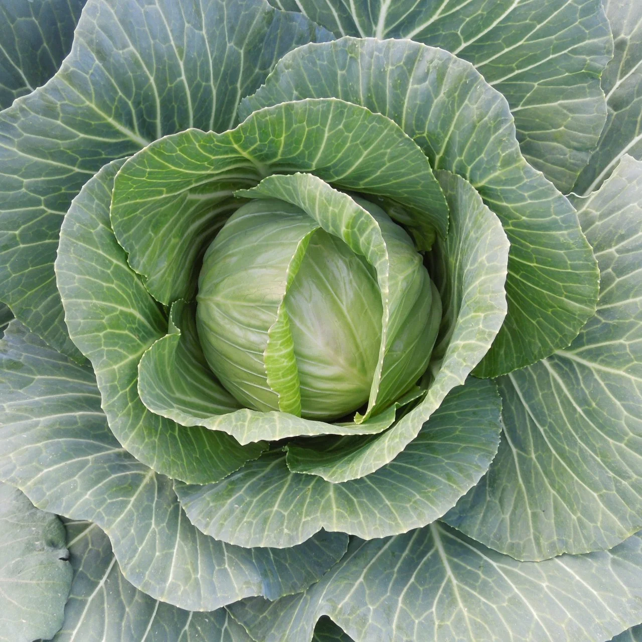 Winter Cabbage Varieties Seeds For Growing Cold Weather Crops