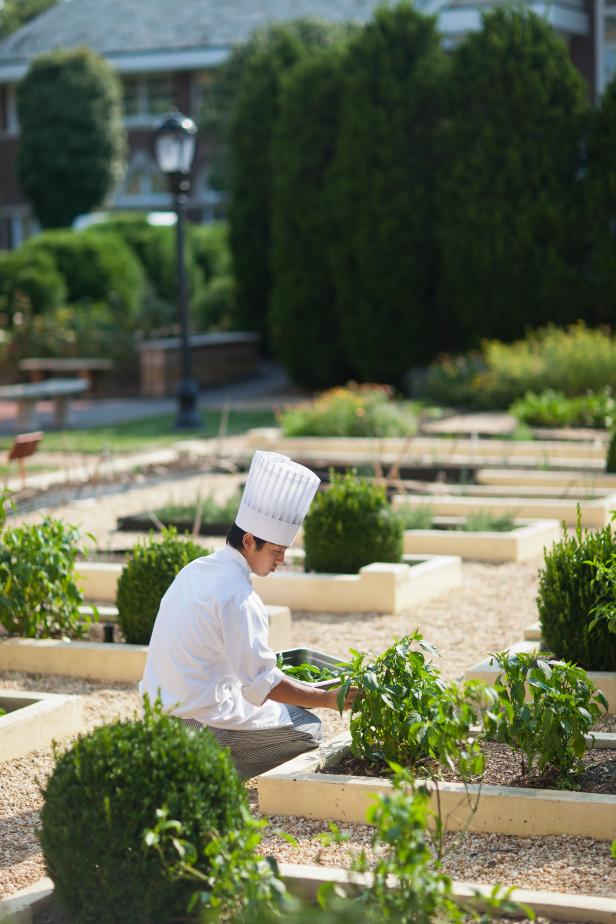 Students learn about crop production in the gardens of The Culinary Institute of America in Hyde Park, New York.