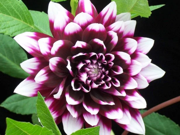 Dahlia 'Mystery Day'