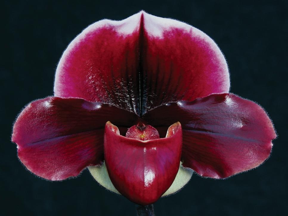 Night Flame ‘Royal Ruby’ Orchid