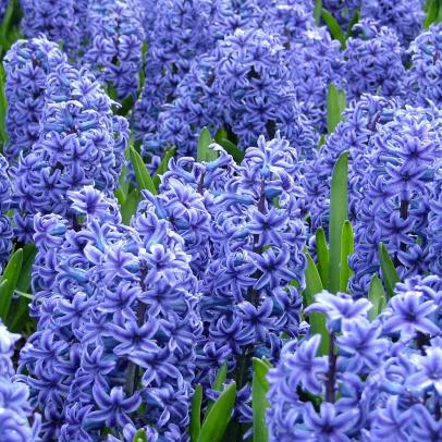 Image of Hyacinths with snow