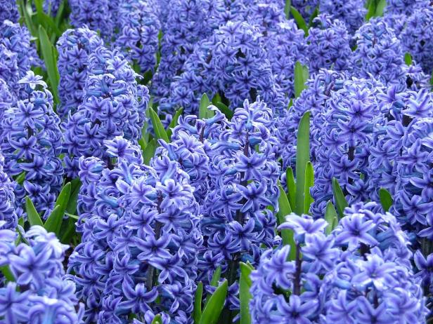 Hyacinth ‘Blue Jacket’