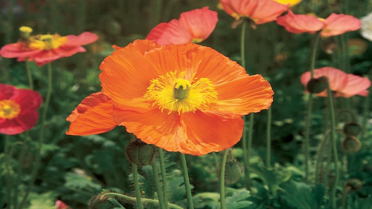 orange poppy flower meaning