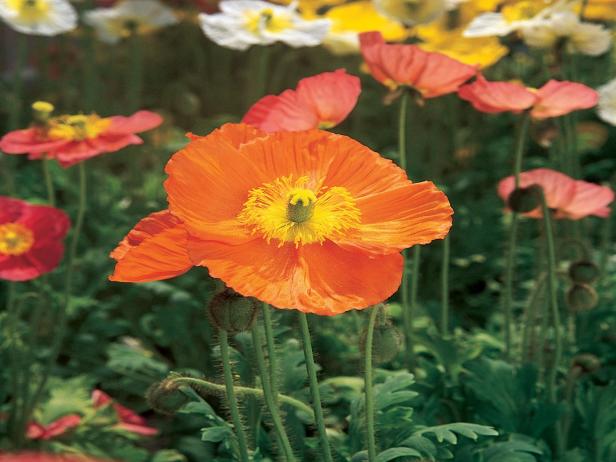 How To Plant Grow And Care For Poppy Flowers Hgtv