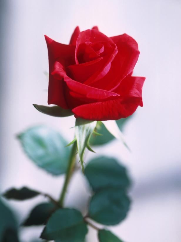 Single Red Rose