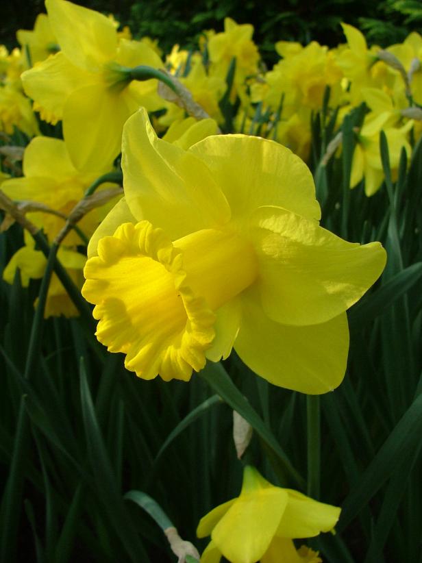 Daffodil Blooms