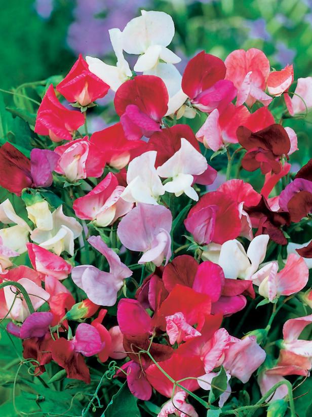 Pink and White Sweet Pea Blooms