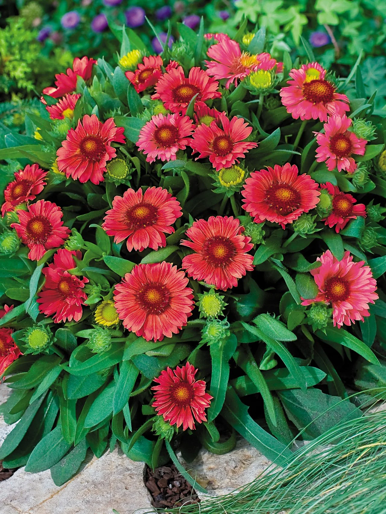 Top Red Annual Flowers for Your Garden HGTV
