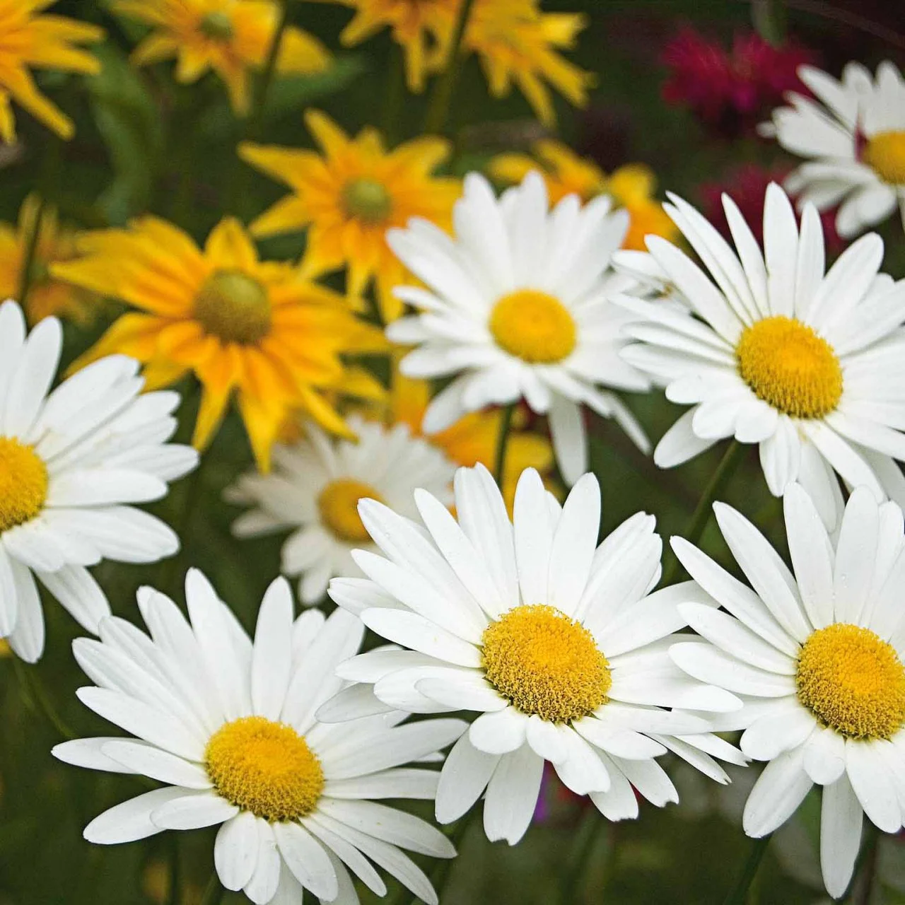 Planting and Caring for Shasta Daisy | HGTV