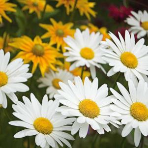 Daisy (Leucanthemum superbum  ‘Becky’)