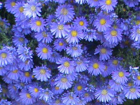 Mums vs. Asters and How To Use Them in Your Landscape