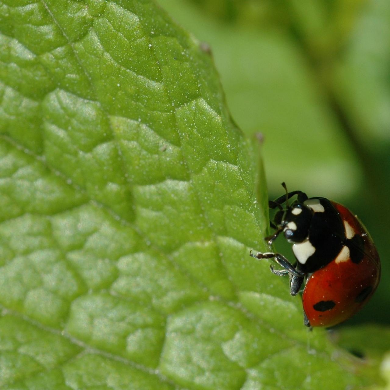 ladybird beetle feeding