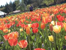 tulips at Biltmore