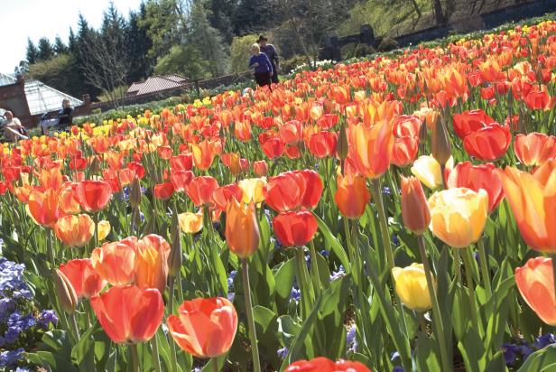 tulips at Biltmore