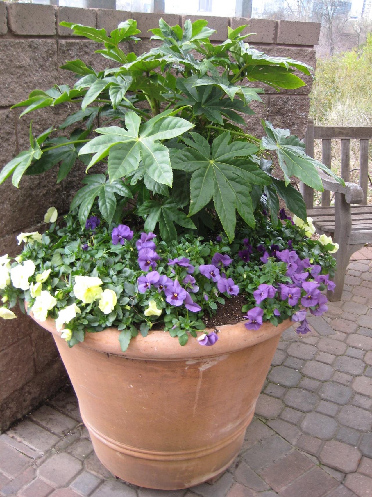 Evergreens Work Wonders In Containers, Patio Container Planting Ideas