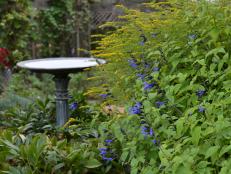 The dark blue blooms of anise sage contrast well against the buttercup-yellow golden rod.