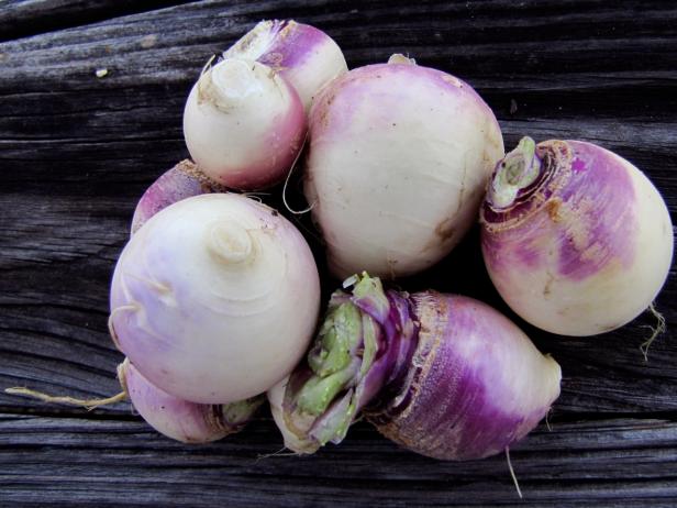 When To Plant Turnips Diy