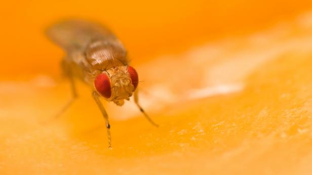 How to Get Rid of Fruit Flies