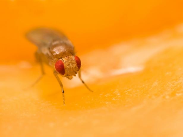 How To Get Rid Of Fruit Flies In Your Home 6 Diy Fly Traps - How To Get Gnats Out Of Your Bathroom