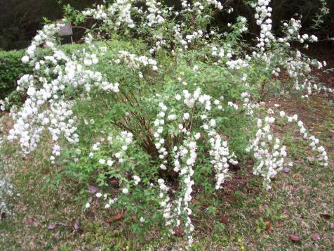 Spirea Is All Dressed Up for a Garden Wedding