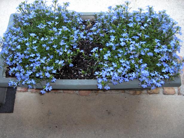 Blue annual flowers new arrivals