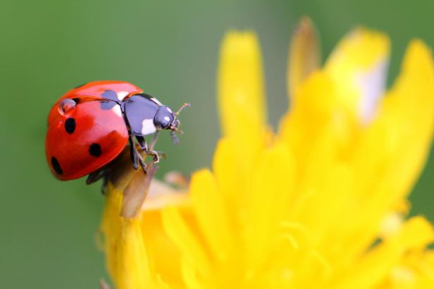 Are Ladybugs Good For The Garden Hgtv