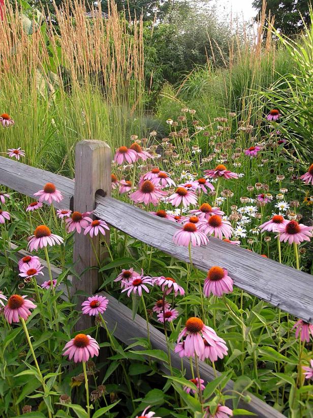 Plant Wildflowers in Your Garden and Keep Them Tidy and Organized With