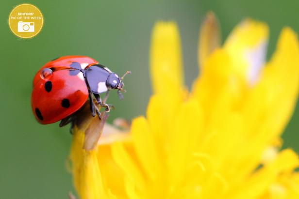 Editors' Pic - Ladybug in the Garden