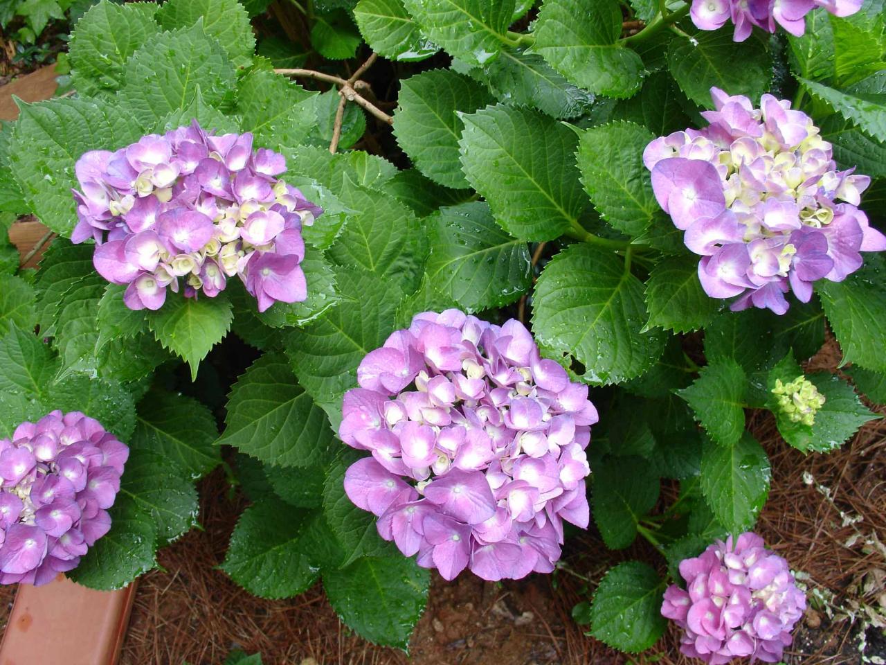 Purple Hydrangea Plant