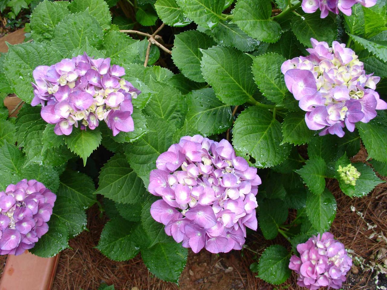 Hydrangea Plant