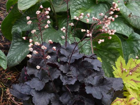 Planting Coral Bells: How to Grow and Care for These Colorful Perennials