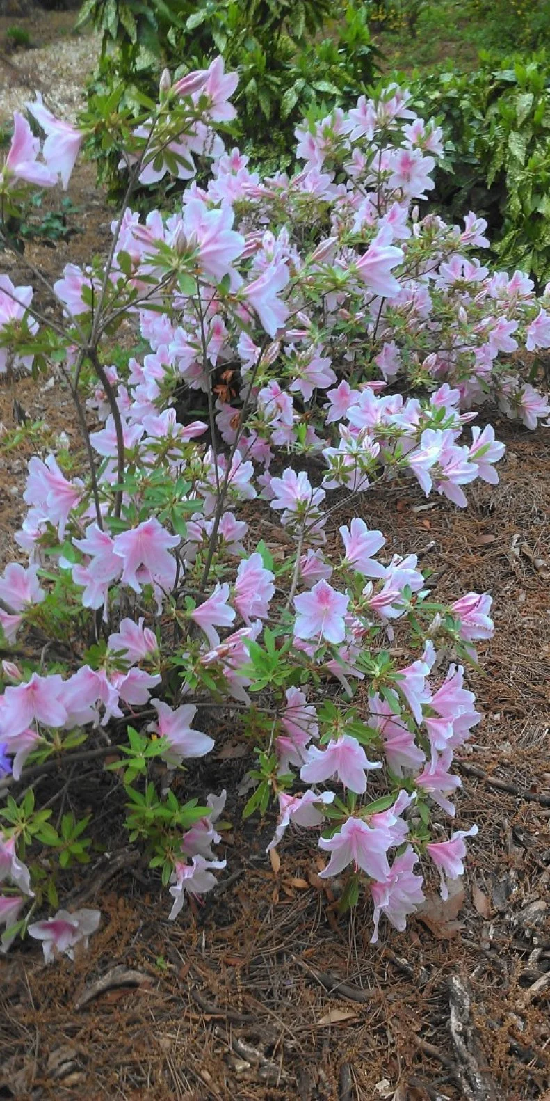Skinny looking azaleas (0)