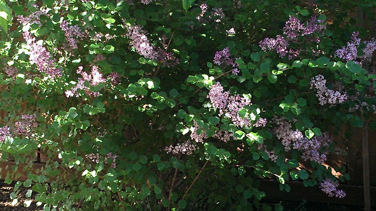 Lilac pruning Strasburg VA bush, french
