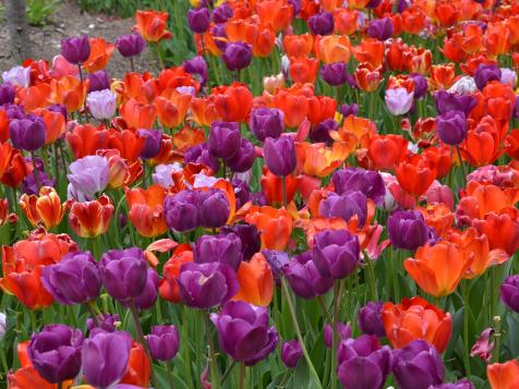 When to Plant Bulbs