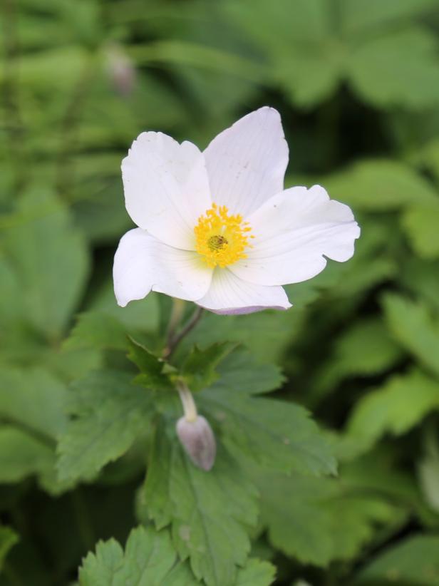 Shade-Tolerant Plants for Woodland Gardens | HGTV