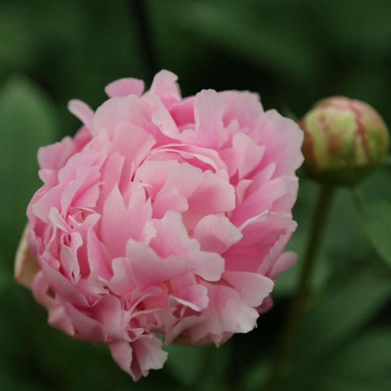 'Catherina Fontijin' Peony