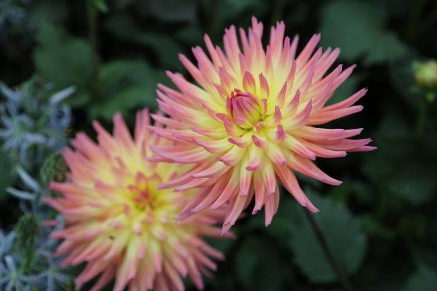 'Karma Sangria' Dahlia Bloom