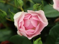 natasha richardson rose
